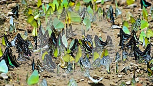 Group of butterflies puddling on the ground and flying in nature