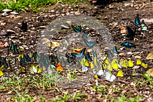 Group of butterflies puddling on the ground and flying in nature