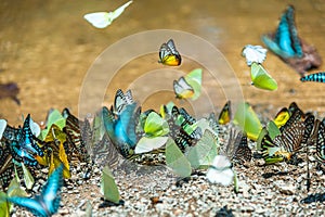 Group of butterflies puddling on the ground and flying in nature