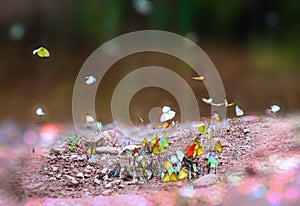 Group of butterflies puddling on the ground and flying in nature, Butterflies swarm eats minerals in Ban Krang Camp, Kaeng Krachan