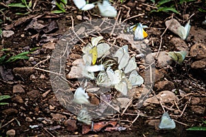 Group of butterflies puddling on the ground and flying in nature, Thailand Butterflies swarm eats minerals