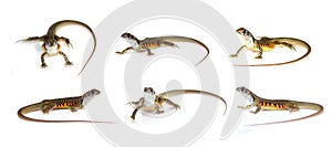 Group of butterfly agama lizard Leiolepis Cuvier isolated on a white background. Reptile. Animal