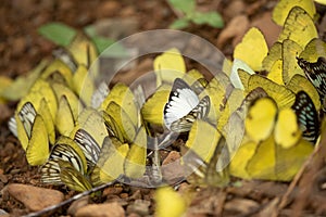 Group of butterfly are feeding on ground