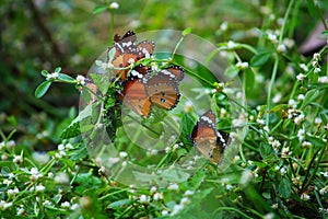 Group of butterfly sucking honey from flower