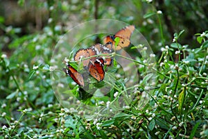 Group of butterfly sucking honey from flower