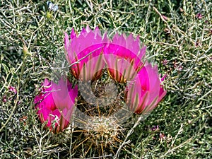 Cacti with pink blooms in desert