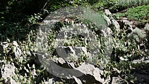 Group of cacti in the wasteland.