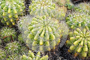 Group of cactus