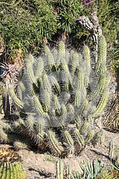 Group of cactus in a garden