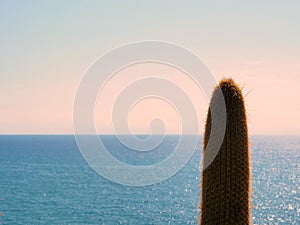 Group of cactus near the mediterranean sea in Sant Pol de Mar