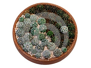 A group of cactus plants in the garden tray, presented Yin-Yang symbolic, isolated on white background