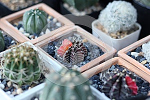 Group of cactus in a pot. Colorful of beautiful cactus or succulents in the pot pattern background. This plant used for decoration