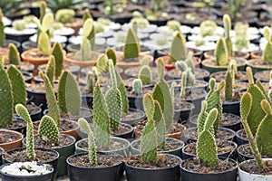 Group of cactus in a pot in the garden. Small decorative plant