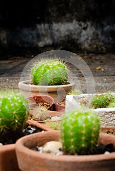 Group of cactus pot on ground