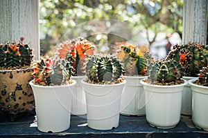 Group of cactus pot at window of green house