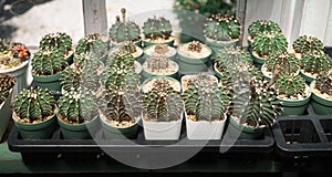 Group of cactus pot beside window