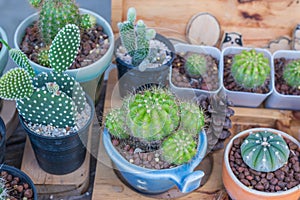 group of cactus in small pots