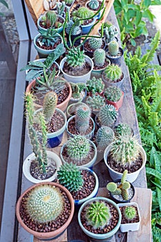 group of cactus in small pots.