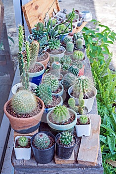 group of cactus in small pots