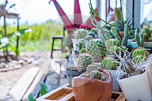 group of cactus in small pots