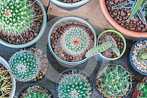 group of cactus in small pots