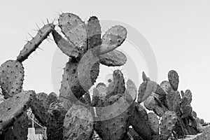 Group of cactuses in monochrome