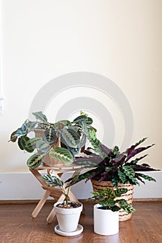 Group of calatheas and maranta plants