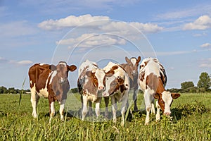 Group calf cows in a row, side by side, standing playful in a green meadow, together in a pasture under a blue sky