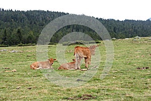 Group of Calfs cow in Pyrenees, France