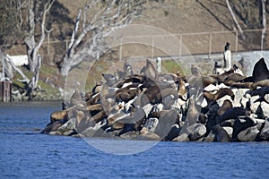 A group of California sea lions enjoying and warming up in the sun in the harbour of Monterey bay Califor