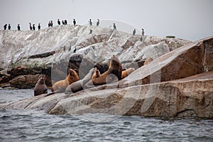 A group of California Sea Lions, including a young pup, sit at the water`s edge