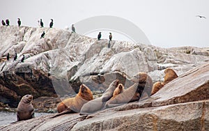 A group of California Sea Lions, including a young pup, sit at the water`s edge