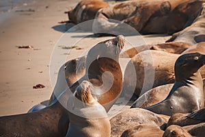 A Group of California Sea Lions at Monterey Bay, California.