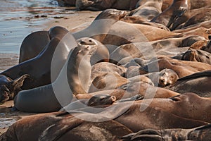 A Group of California Sea Lions at Monterey Bay, California.