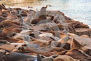 A Group of California Sea Lions at Monterey Bay, California.