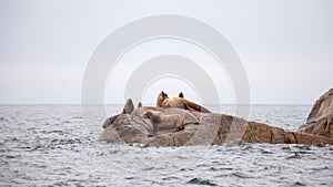 A group of California Sea Lions sit on a rock close to the Pacific Ocean guarding their territory.