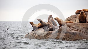 A group of California Sea Lions sit on a rock close to the Pacific Ocean guarding their territory.