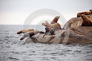 A group of California Sea Lions stand at the water`s edge, with two jumping into the water