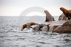 A group of California Sea Lions stand at the water`s edge, with two jumping into the water