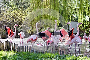 Group of Camargue pink flamingos