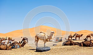 Group of camel in sahara desert-