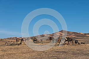 The group of camel standing near the desert