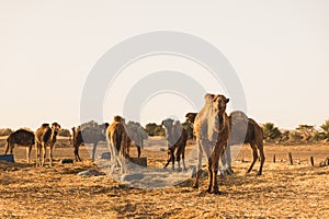 The group of camel standing near the desert