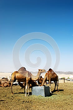 Group of camels