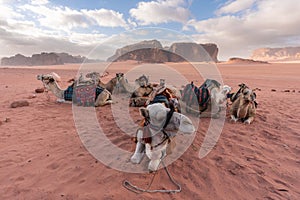Group of camels chilling in the morning at Wadi Rum desert, Jordan, Middle-East