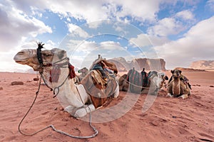 Group of camels chilling in the morning at Wadi Rum desert, Jordan, Middle-East