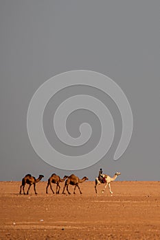 Group of camels in the desert led by the shepherd