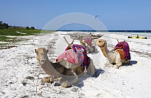 Group of camels on Diana Beach in Kenya, Africa