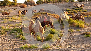 Group of camels eating grass by autumn poplar forest. Ejina, Inner Mongolia