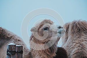 Group of camels eats against winter background